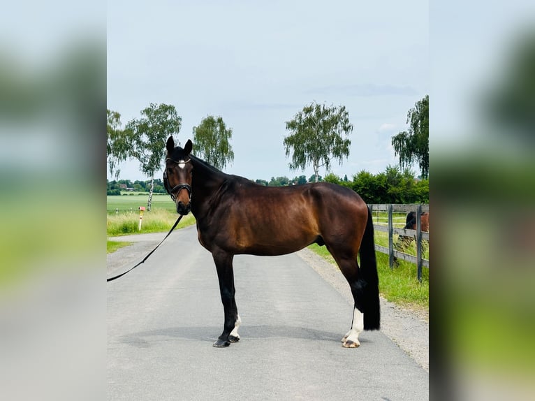 Hannoveriano Caballo castrado 5 años 175 cm Castaño oscuro in Hohenhameln