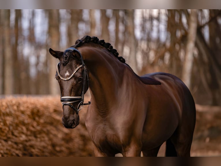 Hannoveriano Caballo castrado 5 años 175 cm Morcillo in Wehringen