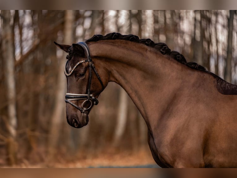 Hannoveriano Caballo castrado 5 años 175 cm Morcillo in Wehringen