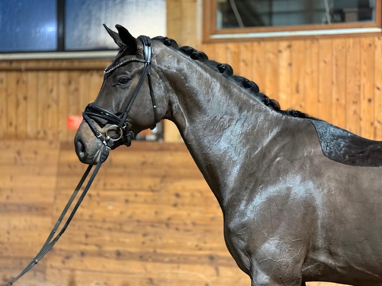 Hannoveriano Caballo castrado 5 años 175 cm Morcillo in Schönaich