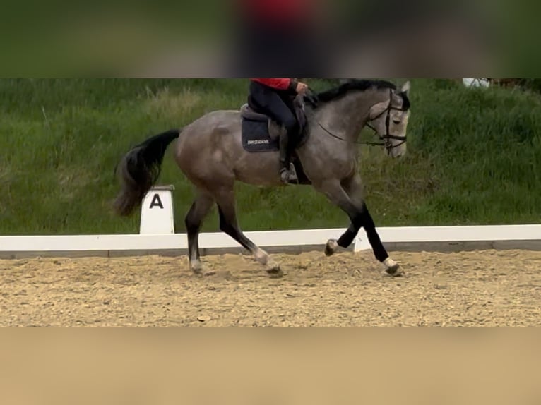 Hannoveriano Caballo castrado 5 años 175 cm Musgo marrón in Bischofsheim