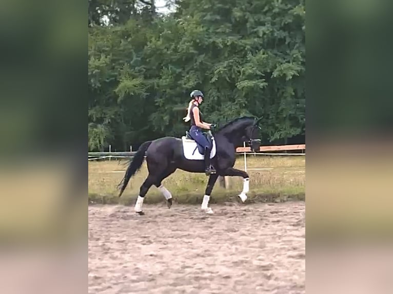 Hannoveriano Caballo castrado 5 años 175 cm Negro in KirchlintelnGroß sehlingen