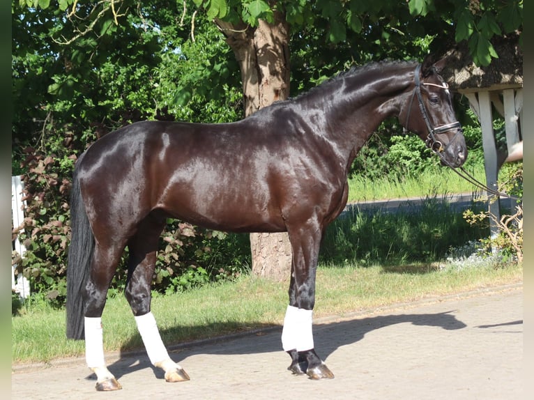 Hannoveriano Caballo castrado 5 años 175 cm Negro in Selsingen