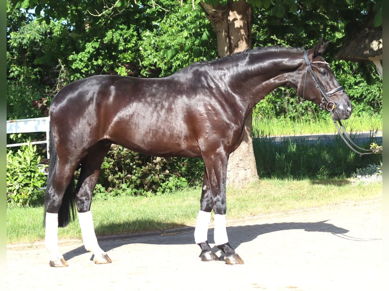 Hannoveriano Caballo castrado 5 años 175 cm Negro in Selsingen