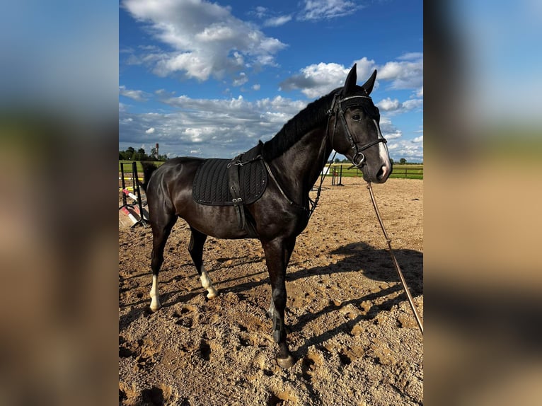 Hannoveriano Mestizo Caballo castrado 5 años 175 cm Negro in Nowy Dwór Gdański