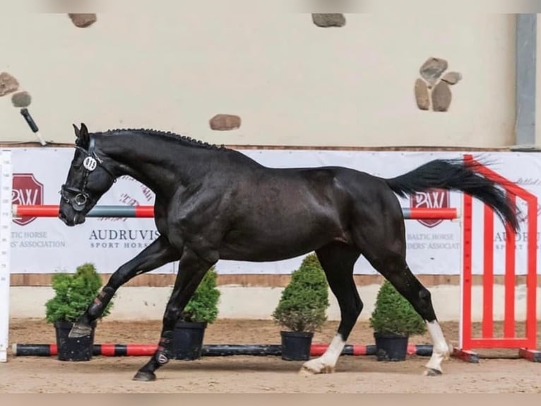 Hannoveriano Mestizo Caballo castrado 5 años 175 cm Negro in Nowy Dwór Gdański