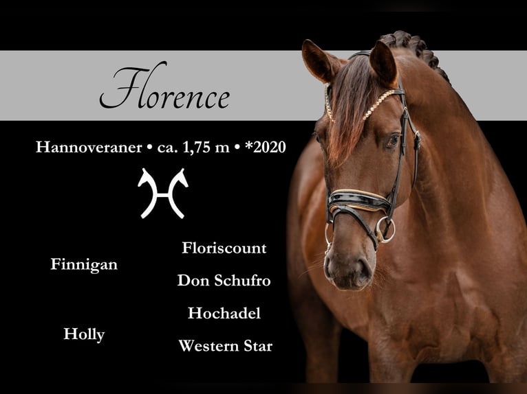 Hannoveriano Caballo castrado 5 años 176 cm Alazán-tostado in Wehringen Hannoveriano Caballo castrado 5 años 176 cm Alazán-tostado in Wehringen