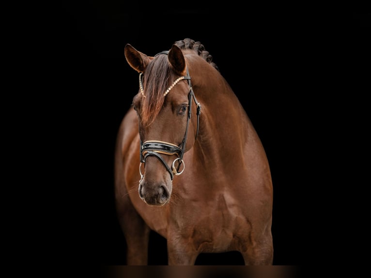 Hannoveriano Caballo castrado 5 años 176 cm Alazán-tostado in Wehringen Hannoveriano Caballo castrado 5 años 176 cm Alazán-tostado in Wehringen