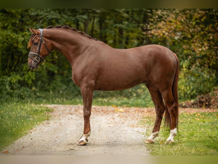 Hannoveriano Caballo castrado 5 años 176 cm Alazán-tostado in Wehringen Hannoveriano Caballo castrado 5 años 176 cm Alazán-tostado in Wehringen