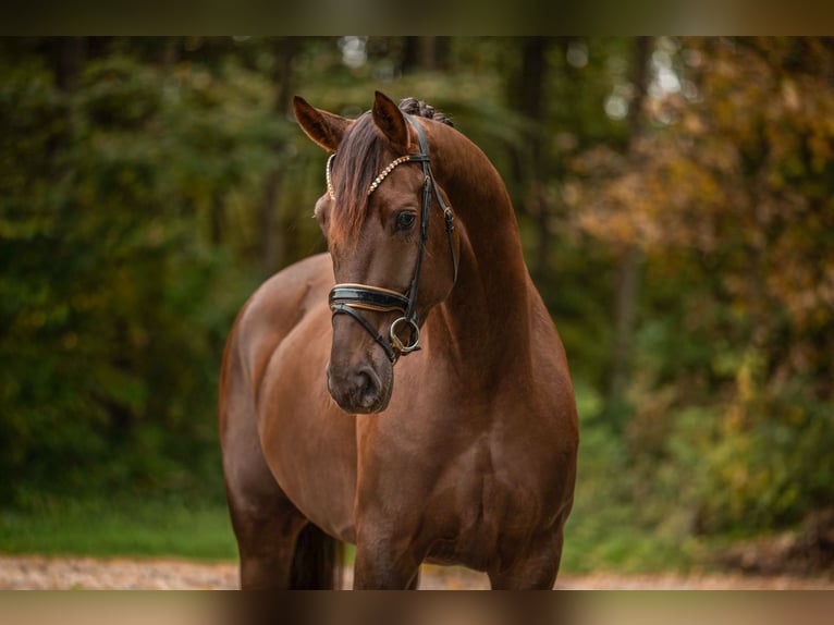 Hannoveriano Caballo castrado 5 años 176 cm Alazán-tostado in Wehringen Hannoveriano Caballo castrado 5 años 176 cm Alazán-tostado in Wehringen