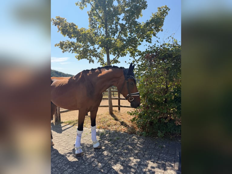 Hannoveriano Caballo castrado 5 años 176 cm Castaño in Haiger