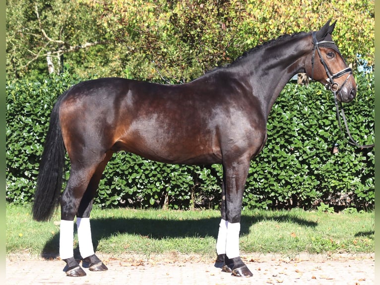 Hannoveriano Caballo castrado 5 años 176 cm Castaño oscuro in Selsingen