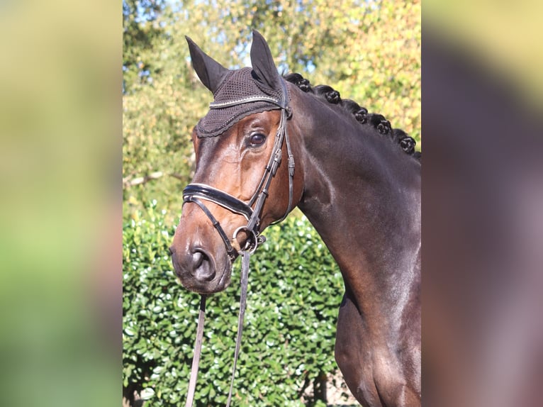 Hannoveriano Caballo castrado 5 años 176 cm Castaño oscuro in Selsingen