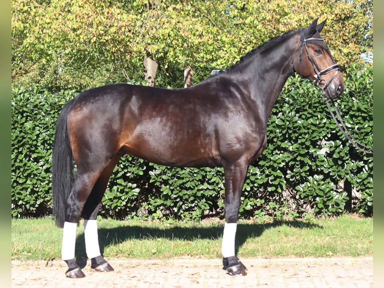 Hannoveriano Caballo castrado 5 años 176 cm Castaño oscuro in Selsingen