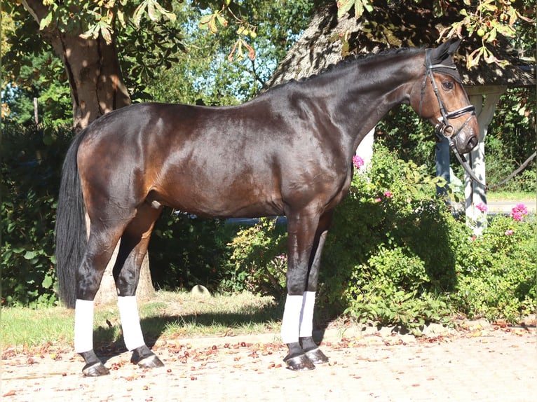Hannoveriano Caballo castrado 5 años 176 cm Castaño oscuro in Selsingen