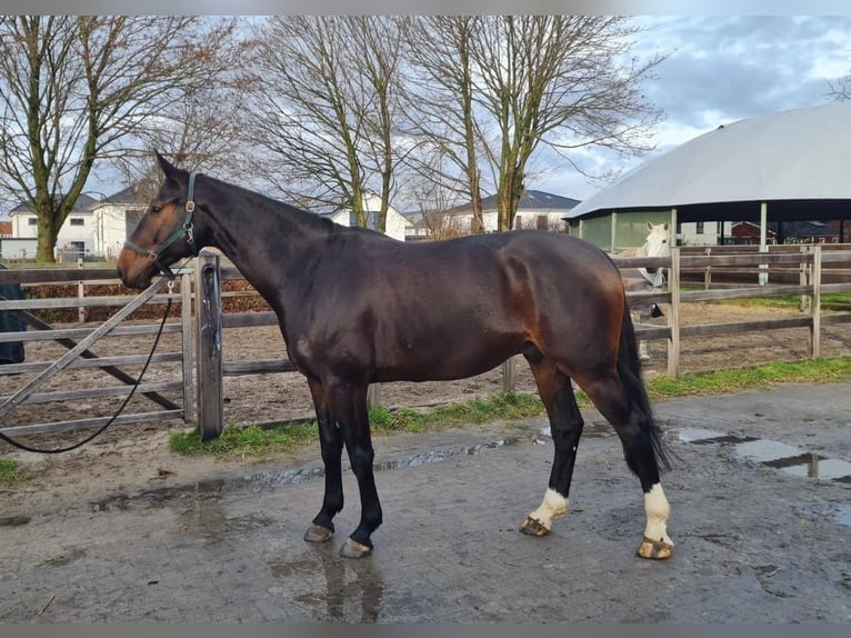 Hannoveriano Caballo castrado 5 años 176 cm Castaño oscuro in Barsinghausen