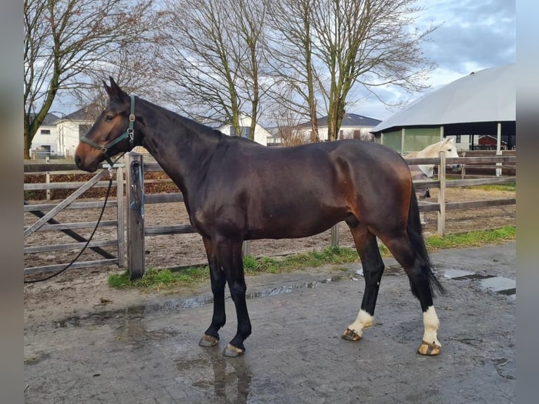 Hannoveriano Caballo castrado 5 años 176 cm Castaño oscuro in Barsinghausen