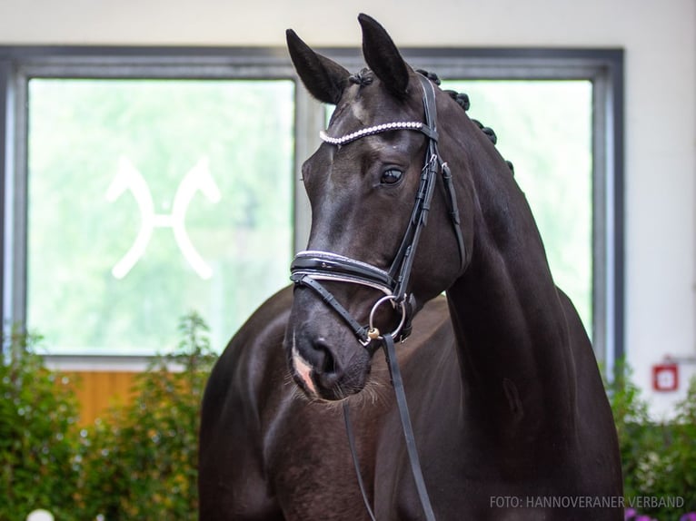 Hannoveriano Caballo castrado 5 años 176 cm Negro in Verden