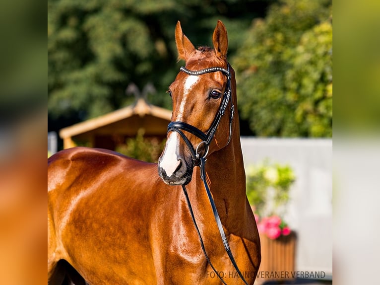 Hannoveriano Caballo castrado 5 años 177 cm Alazán-tostado in Verden