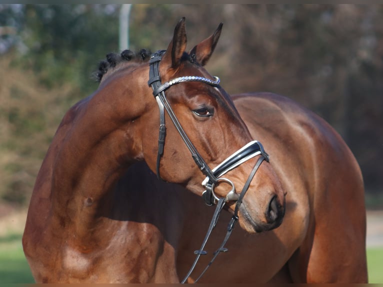 Hannoveriano Caballo castrado 5 años 177 cm Castaño in Deinstedt