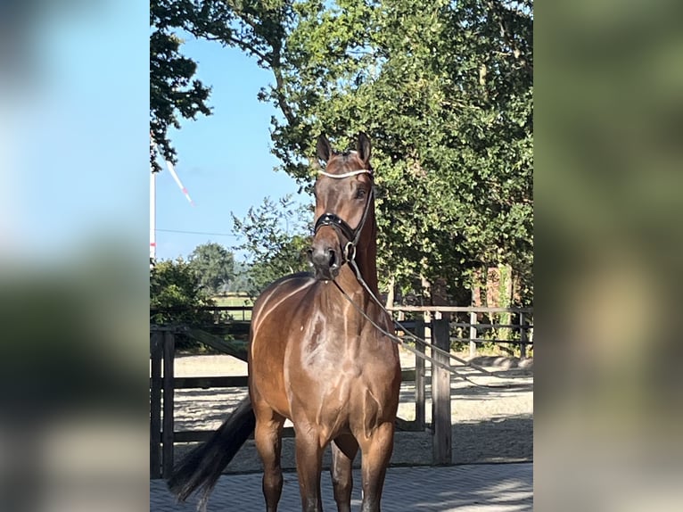 Hannoveriano Caballo castrado 5 años 177 cm Castaño oscuro in Barver