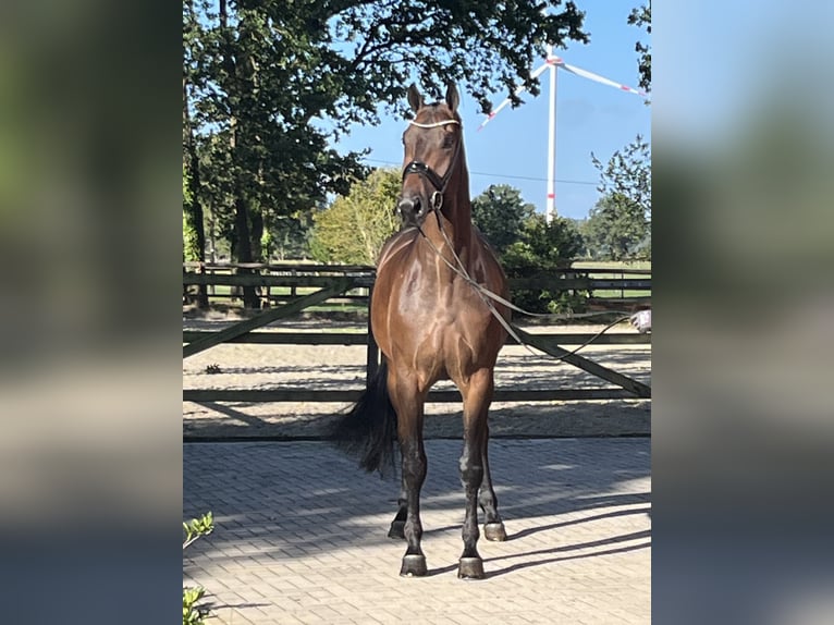 Hannoveriano Caballo castrado 5 años 177 cm Castaño oscuro in Barver