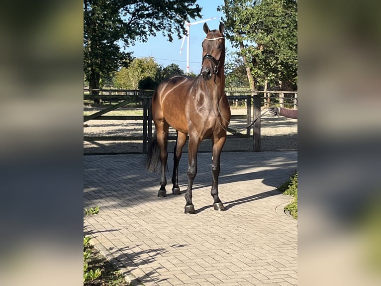 Hannoveriano Caballo castrado 5 años 177 cm Castaño oscuro in Barver