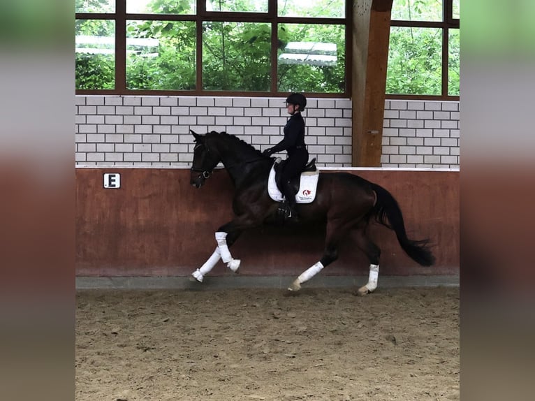 Hannoveriano Caballo castrado 5 años 177 cm Castaño oscuro in Fröndenberg