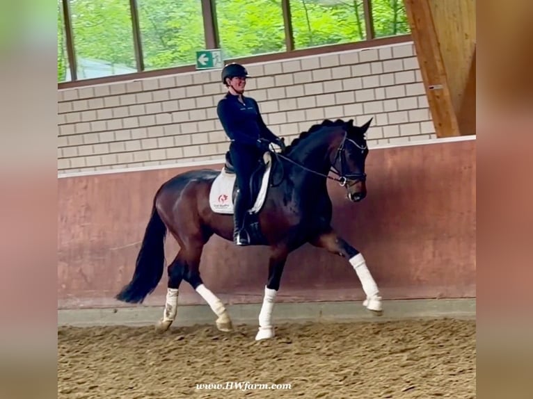 Hannoveriano Caballo castrado 5 años 177 cm Castaño oscuro in Fröndenberg