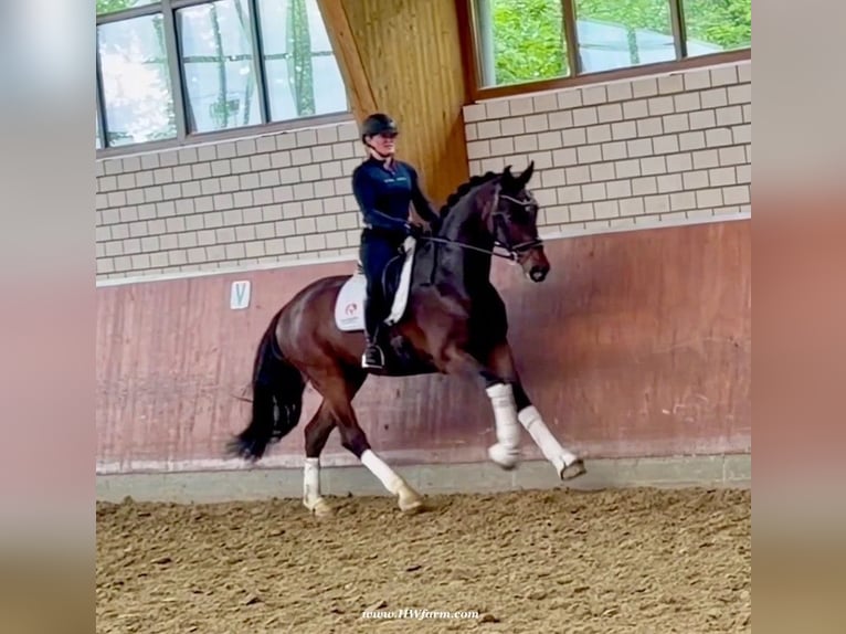 Hannoveriano Caballo castrado 5 años 177 cm Castaño oscuro in Fröndenberg