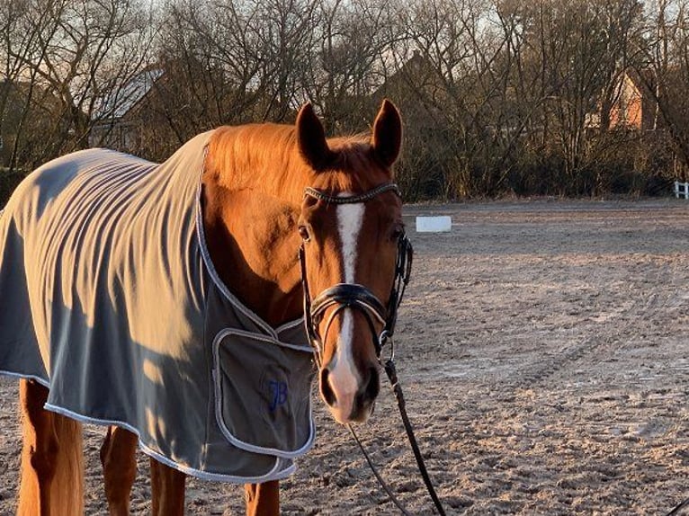 Hannoveriano Caballo castrado 5 años 178 cm Alazán in Verden (Aller)