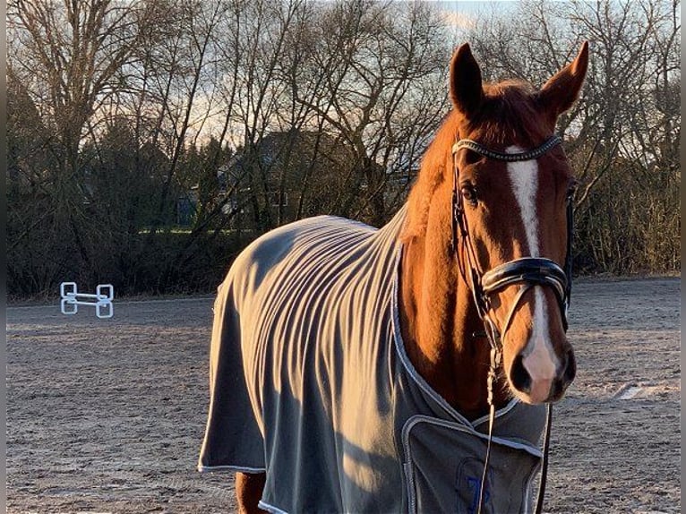 Hannoveriano Caballo castrado 5 años 178 cm Alazán in Verden (Aller)