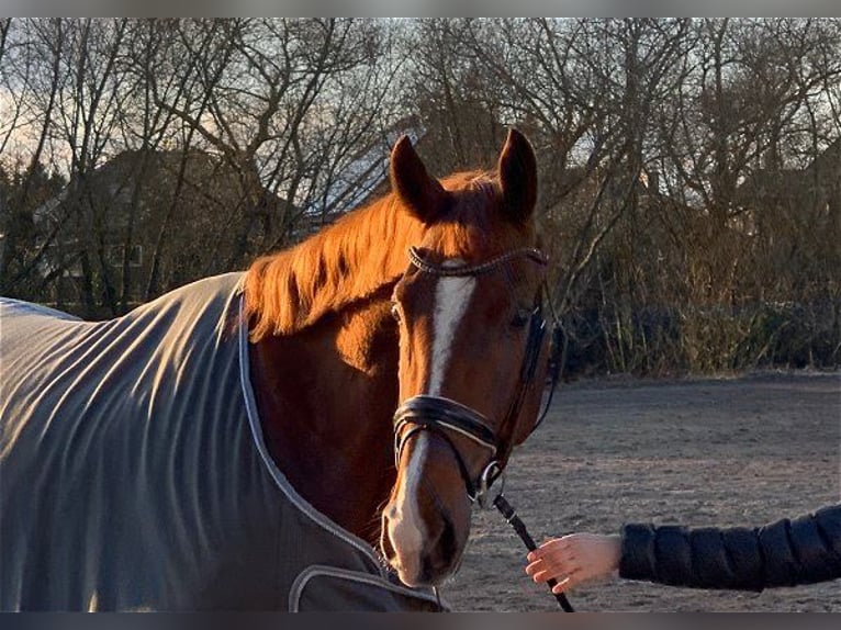 Hannoveriano Caballo castrado 5 años 178 cm Alazán in Verden (Aller)