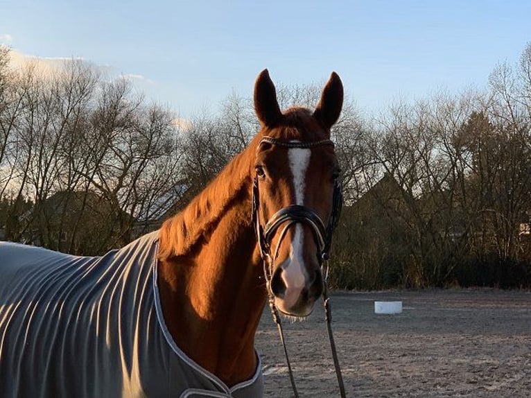 Hannoveriano Caballo castrado 5 años 178 cm Alazán in Verden (Aller)