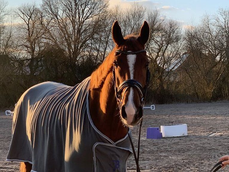 Hannoveriano Caballo castrado 5 años 178 cm Alazán in Verden (Aller)