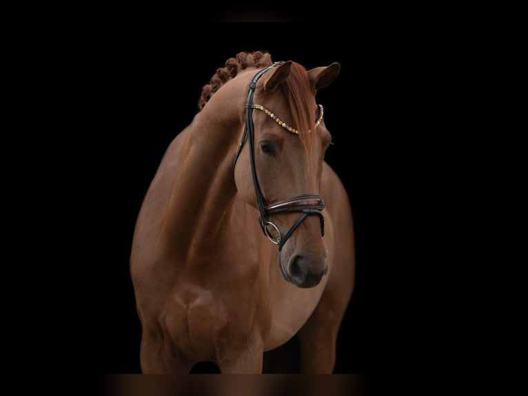 Hannoveriano Caballo castrado 5 años 178 cm Alazán in Wehringen