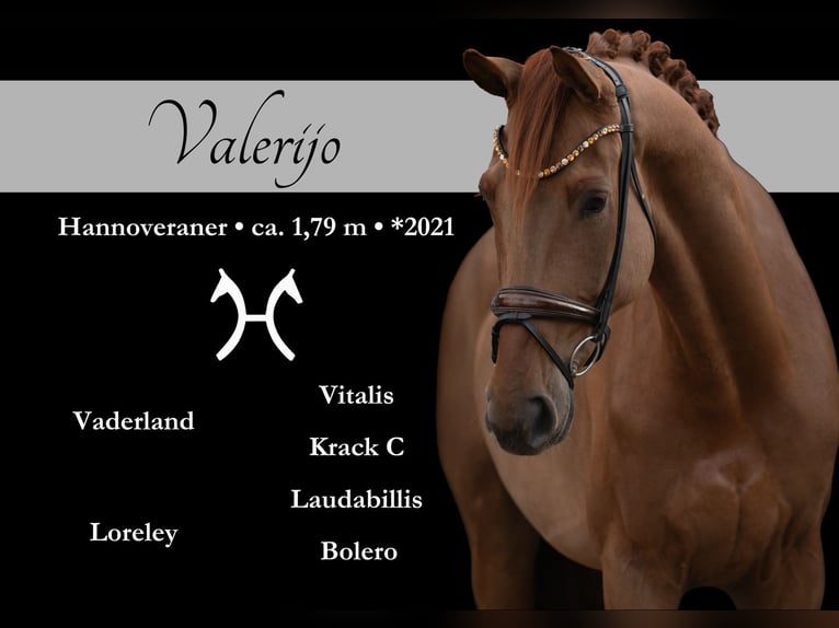 Hannoveriano Caballo castrado 5 años 178 cm Alazán in Wehringen