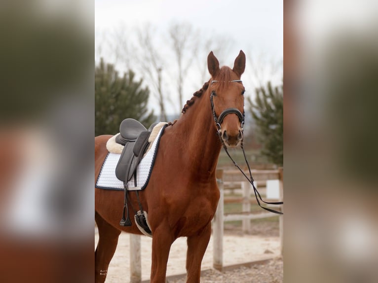 Hannoveriano Caballo castrado 5 años 178 cm Alazán in sardieu