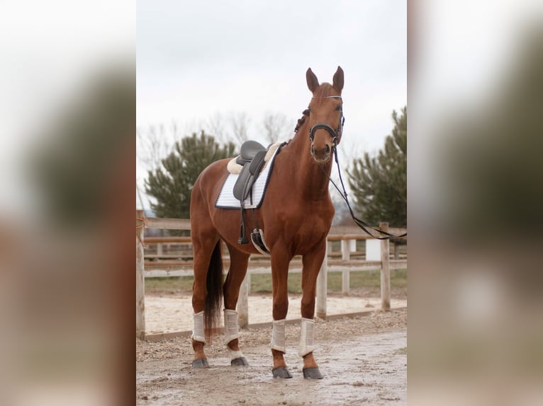 Hannoveriano Caballo castrado 5 años 178 cm Alazán in sardieu