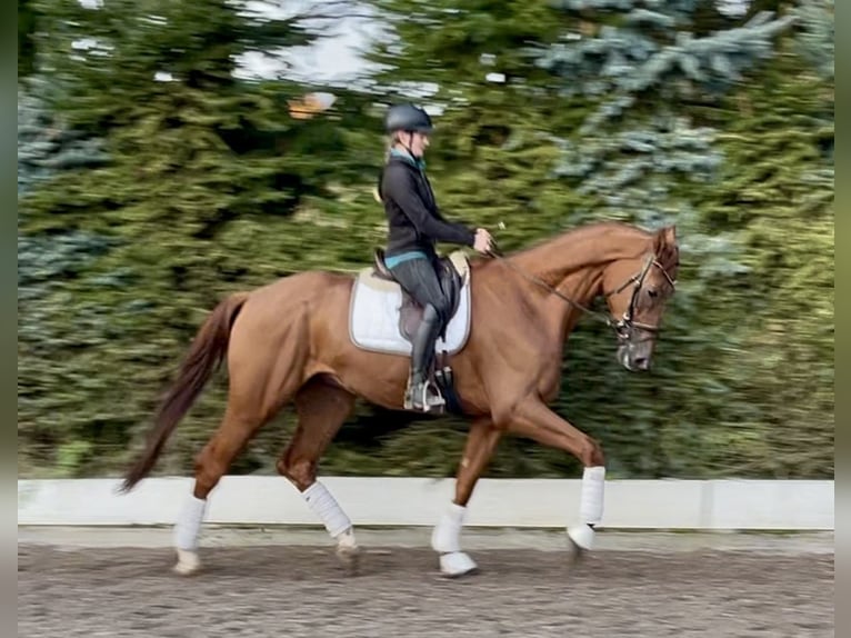 Hannoveriano Caballo castrado 5 años 178 cm Alazán in Wolnzach