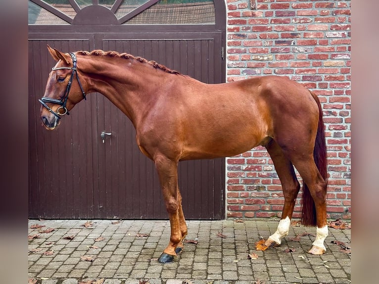 Hannoveriano Caballo castrado 5 años 178 cm Alazán-tostado in Viersen