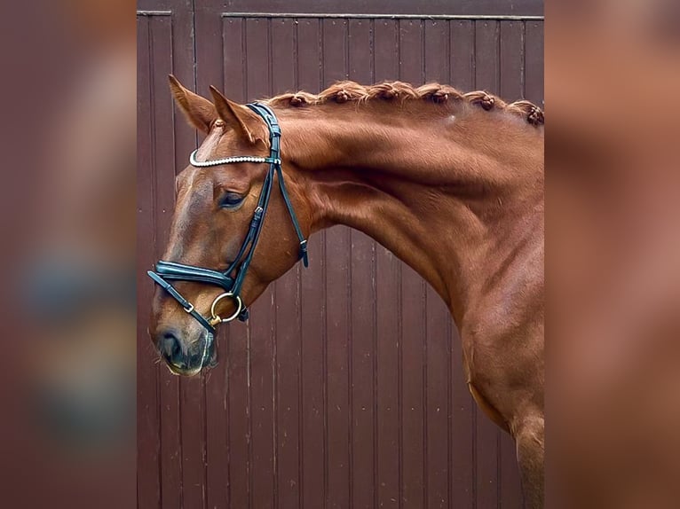 Hannoveriano Caballo castrado 5 años 178 cm Alazán-tostado in Viersen