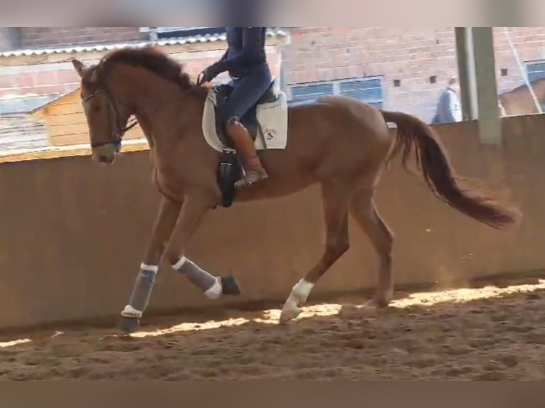 Hannoveriano Caballo castrado 5 años 178 cm Alazán-tostado in Einbeck