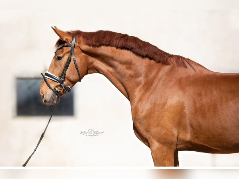 Hannoveriano Caballo castrado 5 años 178 cm Alazán-tostado in Einbeck