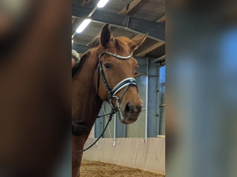 Hannoveriano Caballo castrado 5 años 178 cm Alazán-tostado in Einbeck