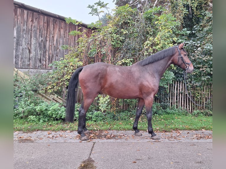 Hannoveriano Caballo castrado 5 años 178 cm Castaño in Gorleben