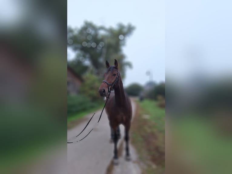 Hannoveriano Caballo castrado 5 años 178 cm Castaño in Gorleben