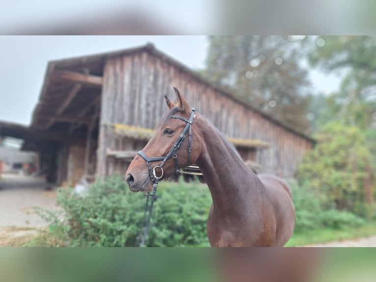 Hannoveriano Caballo castrado 5 años 178 cm Castaño in Gorleben