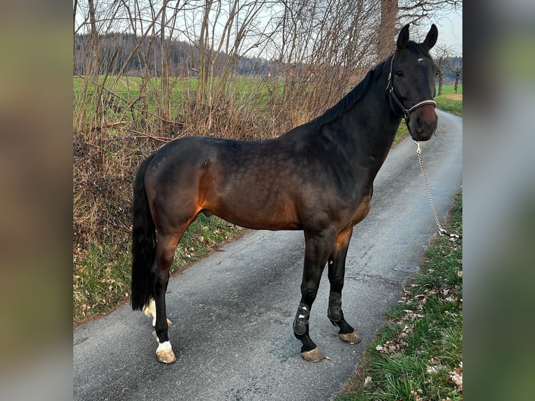 Hannoveriano Caballo castrado 5 años 178 cm Castaño oscuro in Wichtrach
