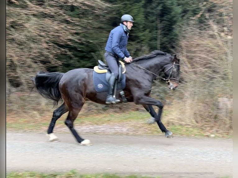 Hannoveriano Caballo castrado 5 años 178 cm Castaño oscuro in Wichtrach